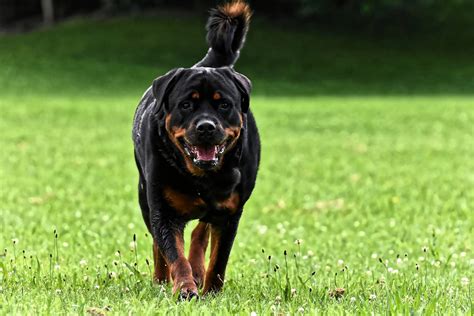 Rottweiler training. Things To Know About Rottweiler training. 